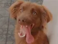 Calleri