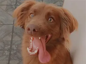 Cachorro raça SRD-ViraLata idade 4 anos nome Calleri