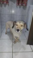 Bob