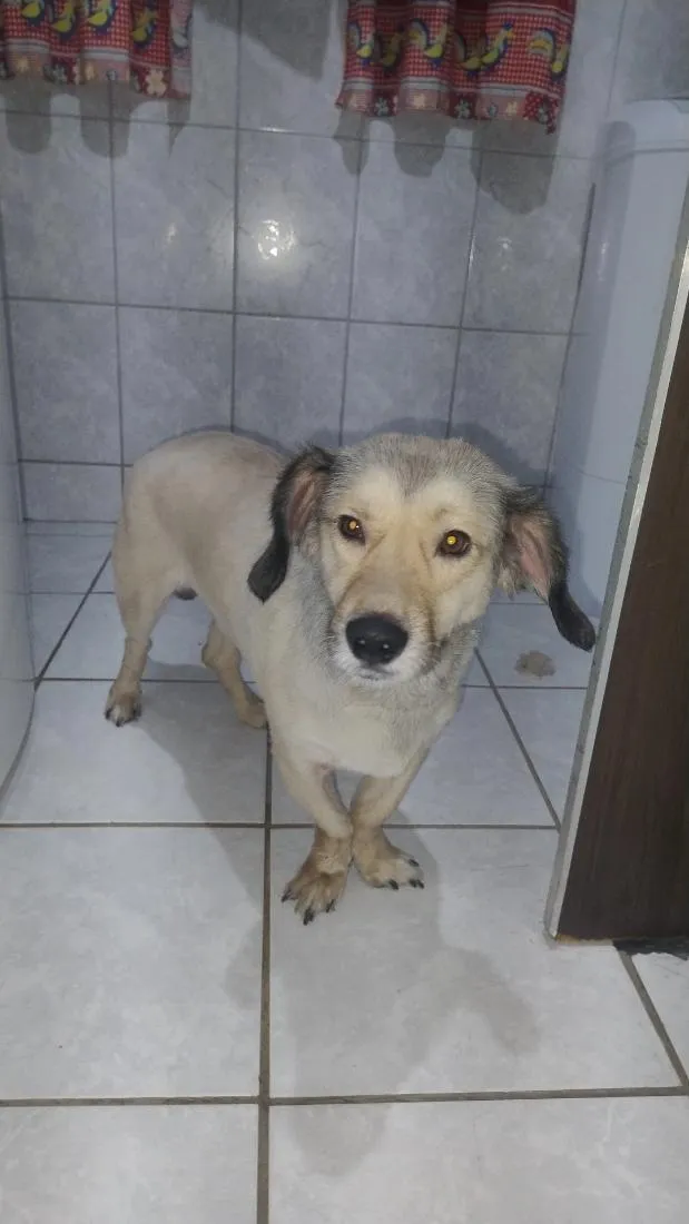 Cachorro raça SRD-ViraLata idade 2 anos nome Bob