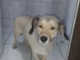 Bob