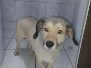 Cachorro raça SRD-ViraLata idade 2 anos nome Bob