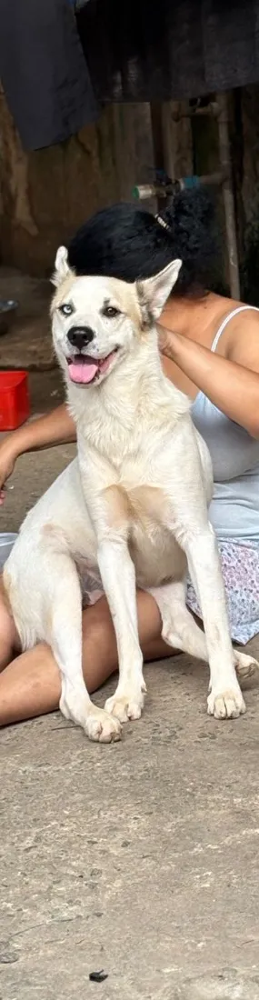 Cachorro raça SRD-ViraLata idade 2 anos nome Pandora