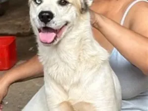 Cachorro raça SRD-ViraLata idade 2 anos nome Pandora