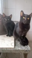 Pantera ,Uruz e Berkana