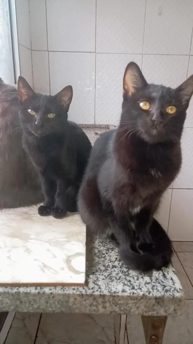 Gato raça SRD-ViraLata idade 2 a 6 meses nome Pantera ,Uruz e Berkana
