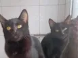 Pantera ,Uruz e Berkana