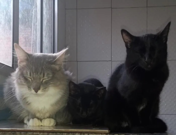 Gato raça SRD-ViraLata idade 2 a 6 meses nome Pantera ,Uruz e Berkana