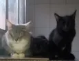 Pantera ,Uruz e Berkana