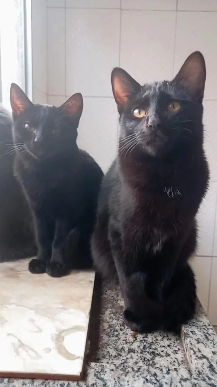 Gato raça SRD-ViraLata idade 2 a 6 meses nome Pantera ,Uruz e Berkana