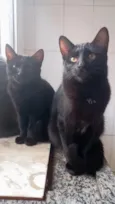 Pantera ,Uruz e Berkana