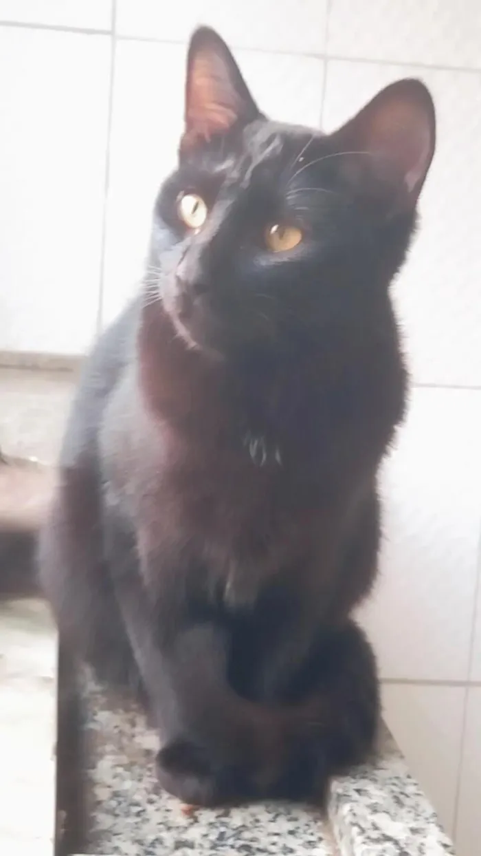 Gato raça SRD-ViraLata idade 2 a 6 meses nome Pantera ,Uruz e Berkana