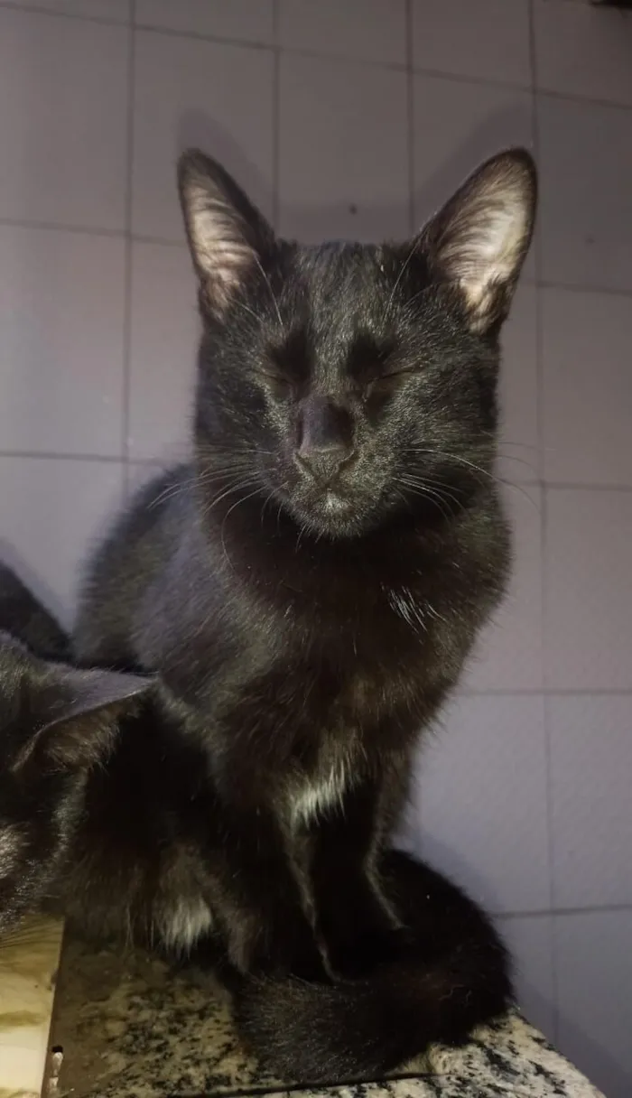 Gato raça SRD-ViraLata idade 2 a 6 meses nome Pantera ,Uruz e Berkana