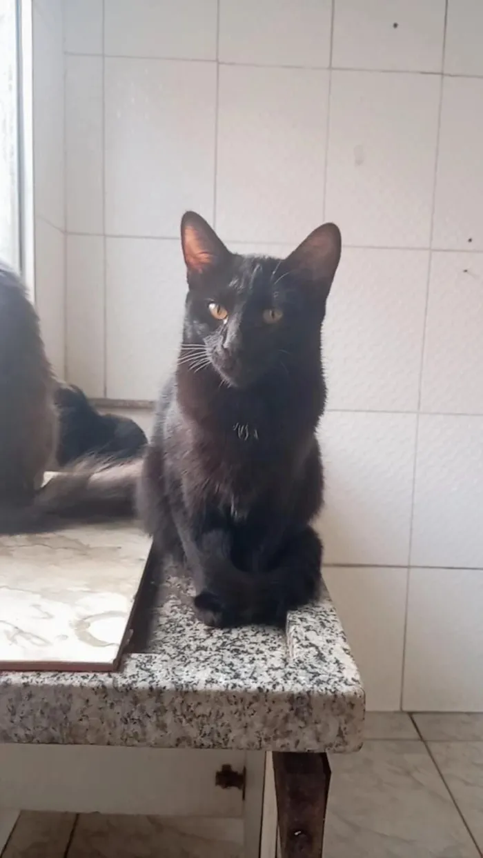 Gato raça SRD-ViraLata idade 2 a 6 meses nome Pantera ,Uruz e Berkana