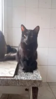Pantera ,Uruz e Berkana