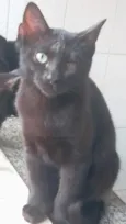 Pantera ,Uruz e Berkana