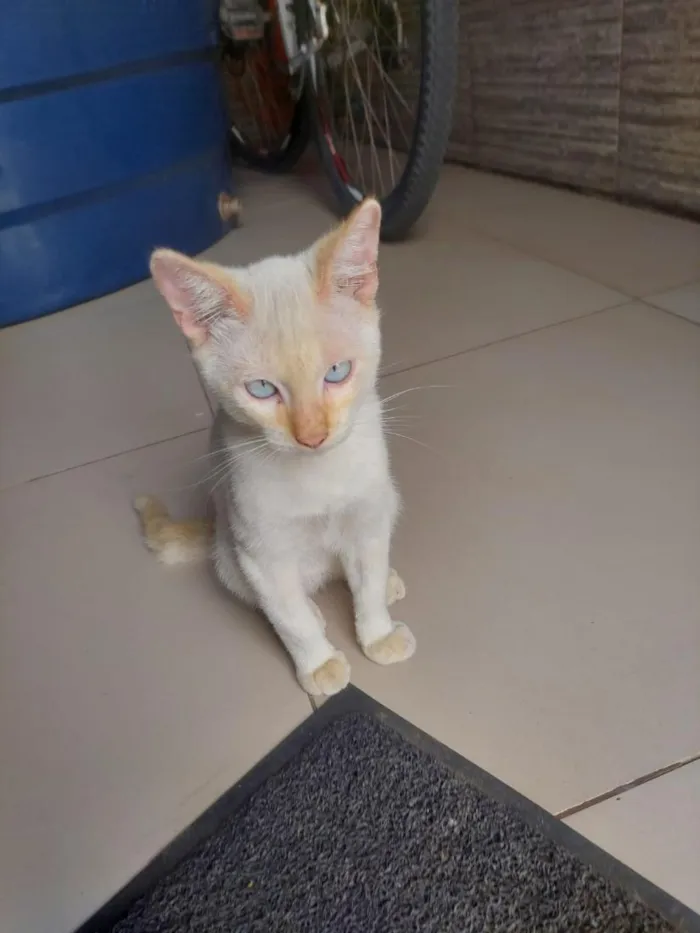 Gato raça SRD-ViraLata idade 2 a 6 meses nome SEM NOMES