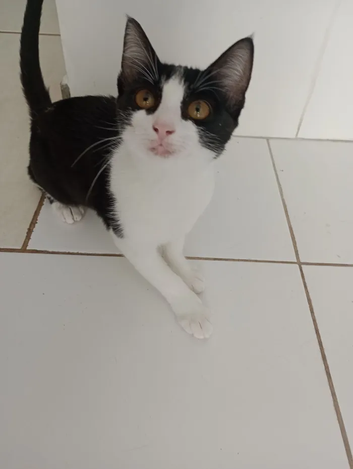 Gato raça SRD-ViraLata idade 2 a 6 meses nome Rosa