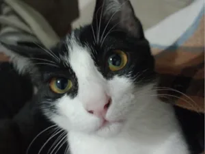 Gato raça SRD-ViraLata idade 2 a 6 meses nome Rosa