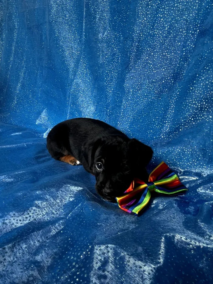 Cachorro raça SRD-ViraLata idade Abaixo de 2 meses nome Pudim 