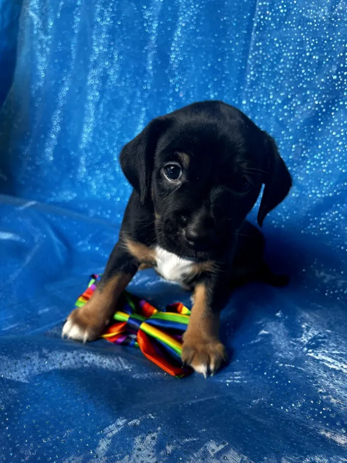Cachorro raça SRD-ViraLata idade Abaixo de 2 meses nome Pudim 