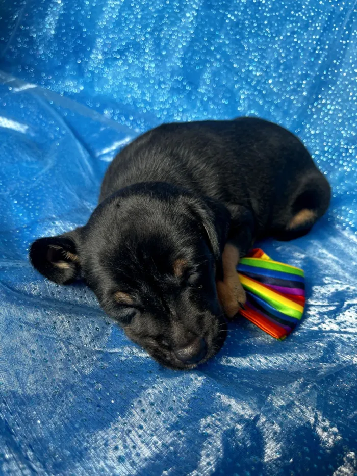Cachorro raça SRD-ViraLata idade Abaixo de 2 meses nome Pudim 