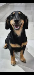 maicon