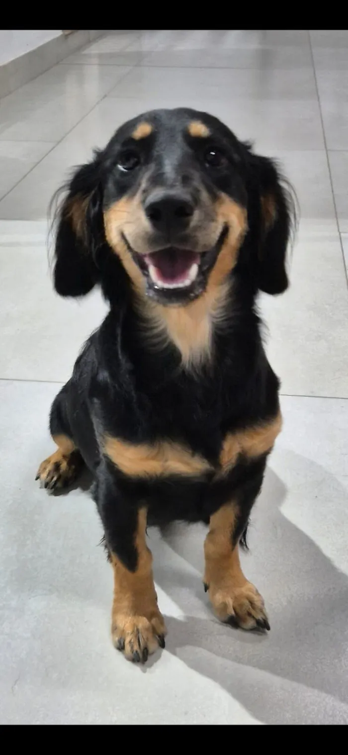 Cachorro raça SRD-ViraLata idade 2 a 6 meses nome maicon