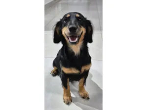 Cachorro raça SRD-ViraLata idade 2 a 6 meses nome maicon