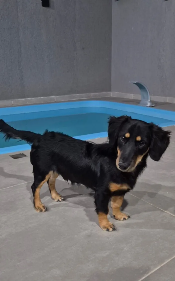 Cachorro raça SRD-ViraLata idade 2 a 6 meses nome maicon