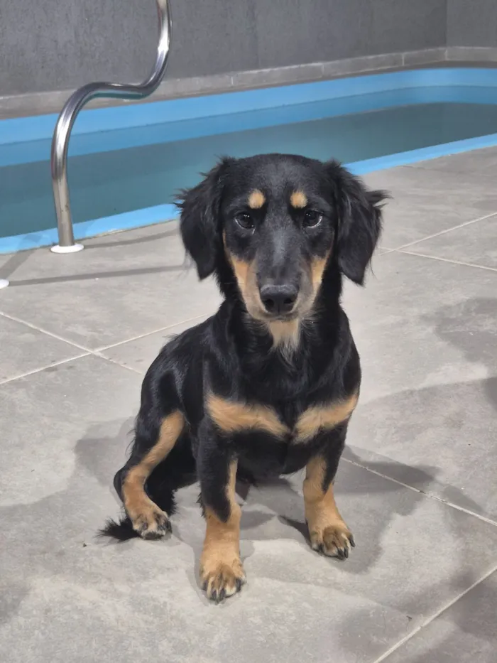 Cachorro raça SRD-ViraLata idade 2 a 6 meses nome maicon