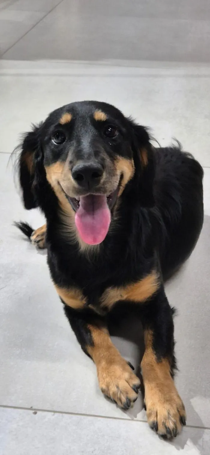 Cachorro raça SRD-ViraLata idade 2 a 6 meses nome maicon