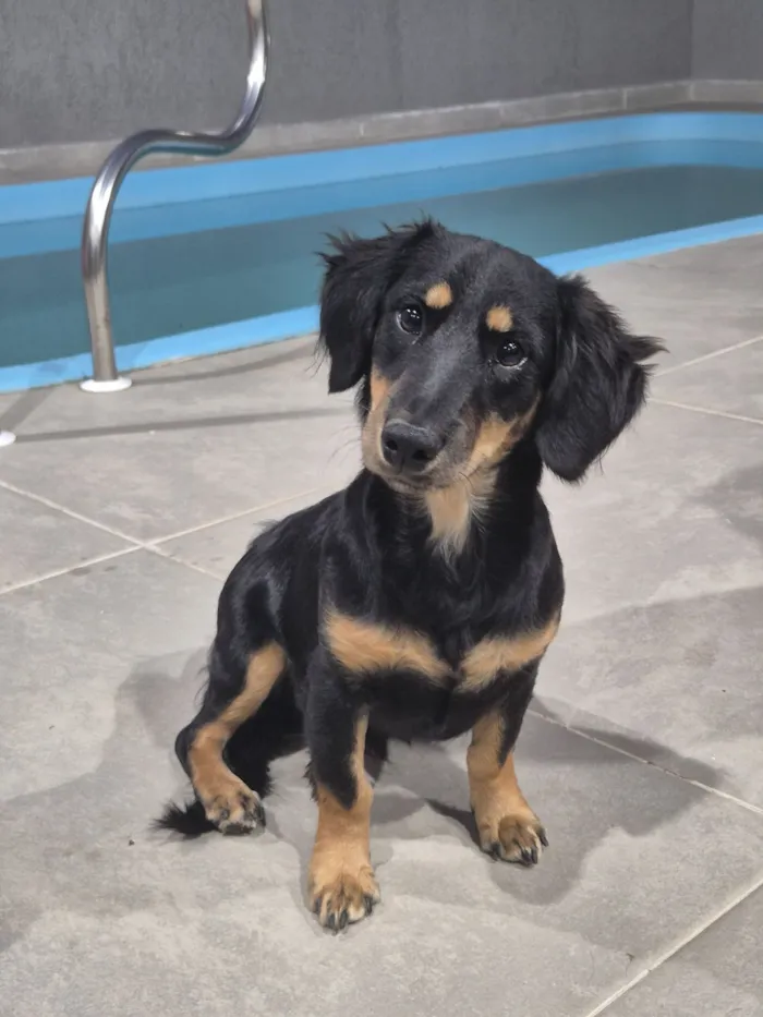 Cachorro raça SRD-ViraLata idade 2 a 6 meses nome maicon