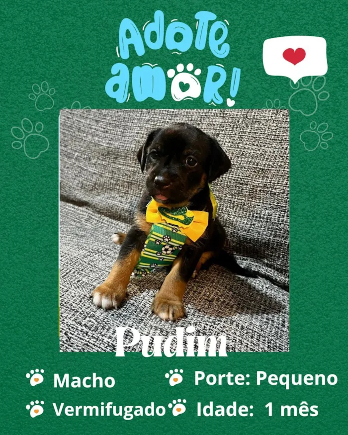Cachorro raça SRD-ViraLata idade Abaixo de 2 meses nome Pudim 