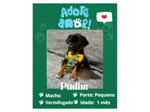 Cachorro raça SRD-ViraLata idade Abaixo de 2 meses nome Pudim 