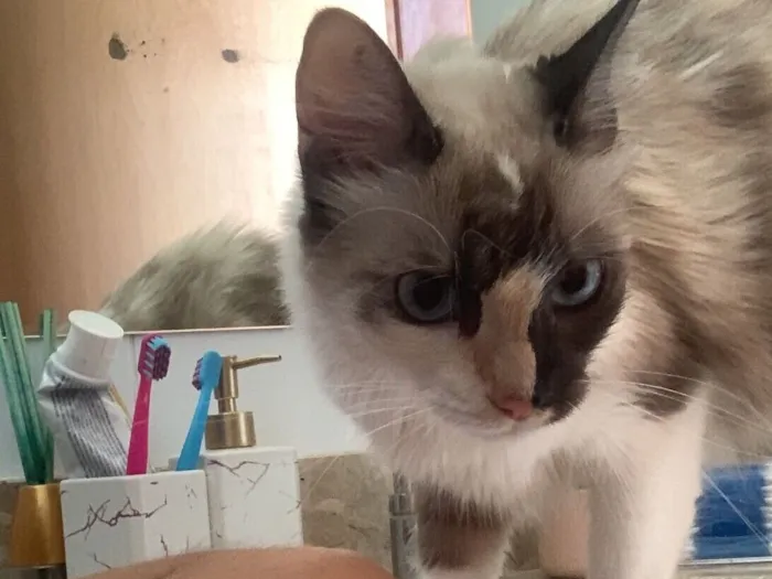 Gato raça SRD-ViraLata idade 5 anos nome Frida