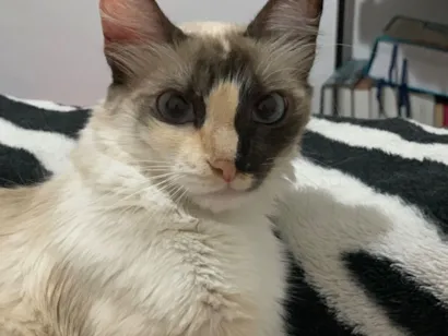 Gato raça SRD-ViraLata idade 5 anos nome Frida