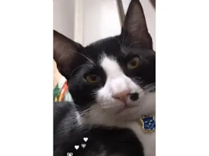 Gato raça SRD-ViraLata idade 5 anos nome Francisco/Chico