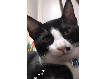 Gato raça SRD-ViraLata idade 5 anos nome Francisco/Chico