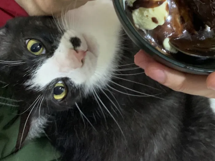 Gato raça SRD-ViraLata idade 5 anos nome Francisco/Chico