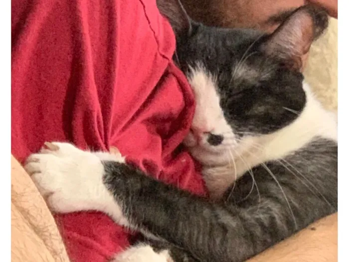 Gato raça SRD-ViraLata idade 5 anos nome Francisco/Chico