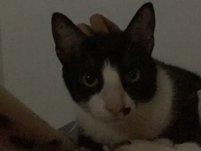 Gato raça SRD-ViraLata idade 5 anos nome Francisco/Chico