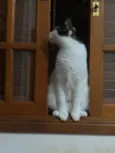 Bento