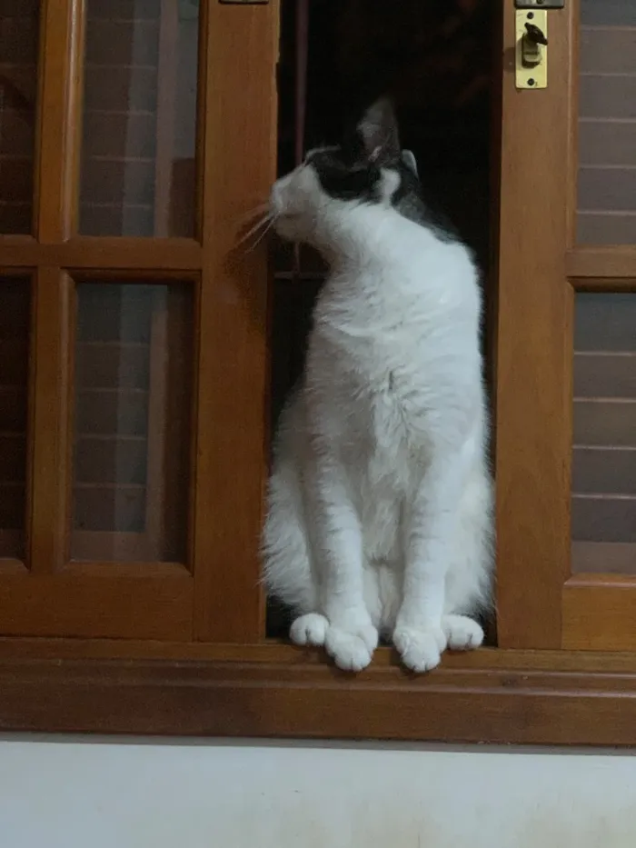 Gato raça SRD-ViraLata idade 5 anos nome Bento
