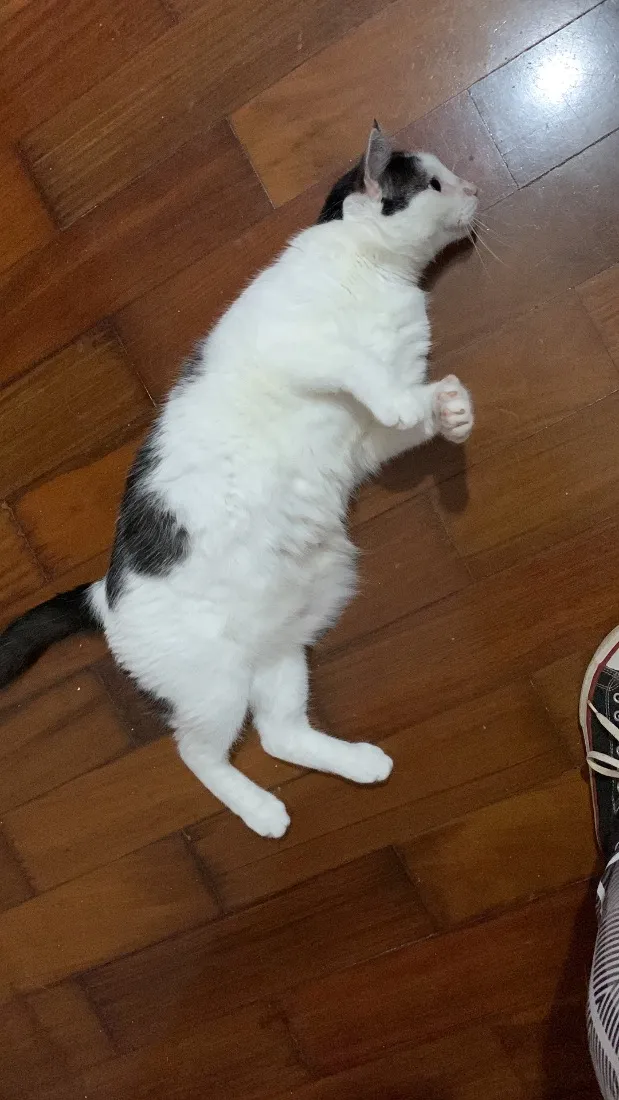 Gato raça SRD-ViraLata idade 5 anos nome Bento