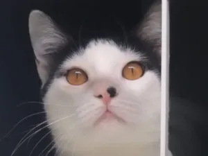 Gato raça SRD-ViraLata idade 5 anos nome Bento