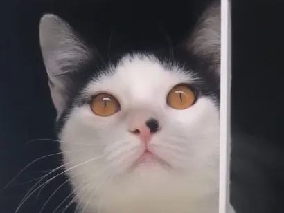 Gato raça SRD-ViraLata idade 5 anos nome Bento
