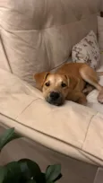 Pitoco