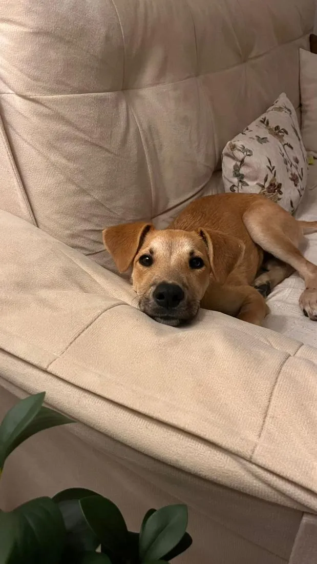 Cachorro raça SRD-ViraLata idade 2 a 6 meses nome Pitoco