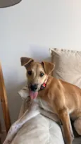 Pitoco
